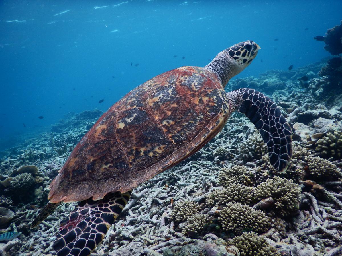 Equa Reef Maldives Ξενοδοχείο Addu City Εξωτερικό φωτογραφία
