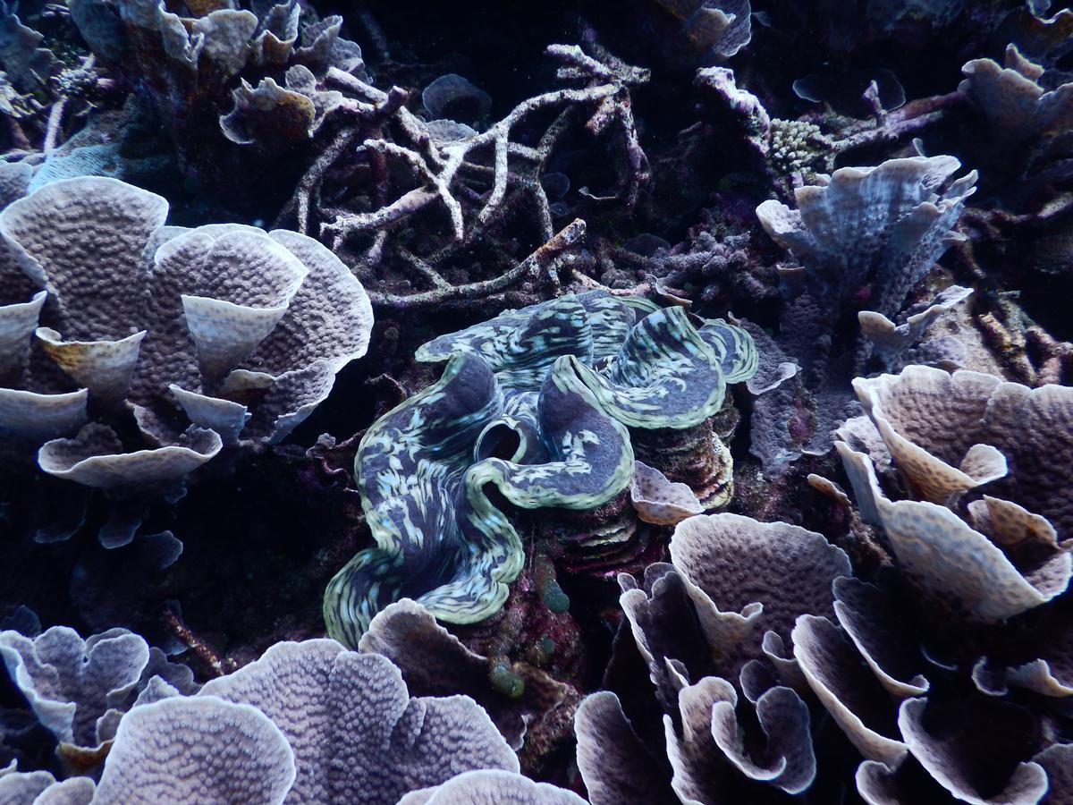 Equa Reef Maldives Ξενοδοχείο Addu City Εξωτερικό φωτογραφία