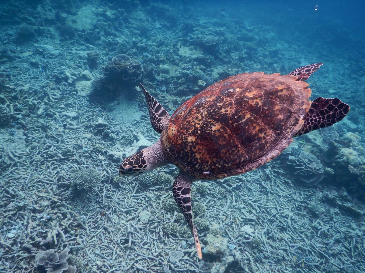 Equa Reef Maldives Ξενοδοχείο Addu City Εξωτερικό φωτογραφία
