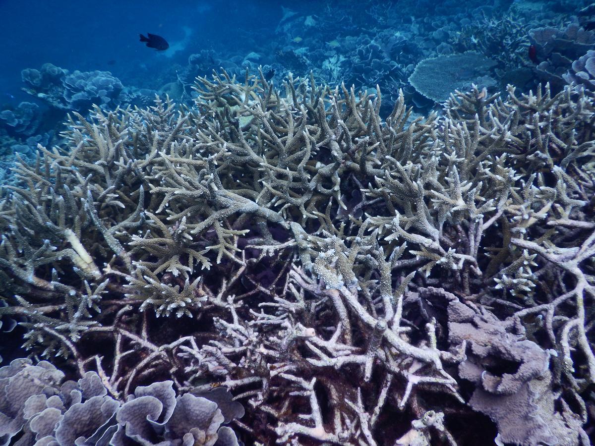 Equa Reef Maldives Ξενοδοχείο Addu City Εξωτερικό φωτογραφία