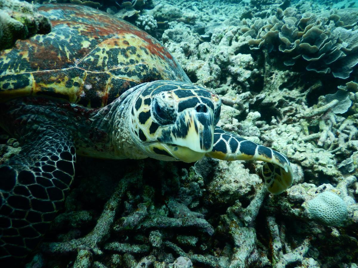Equa Reef Maldives Ξενοδοχείο Addu City Εξωτερικό φωτογραφία
