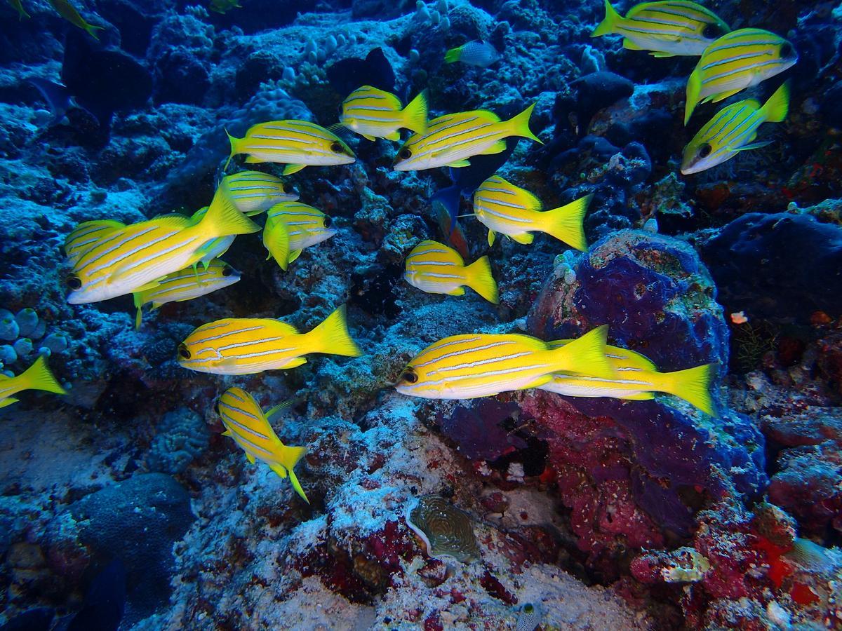 Equa Reef Maldives Ξενοδοχείο Addu City Εξωτερικό φωτογραφία