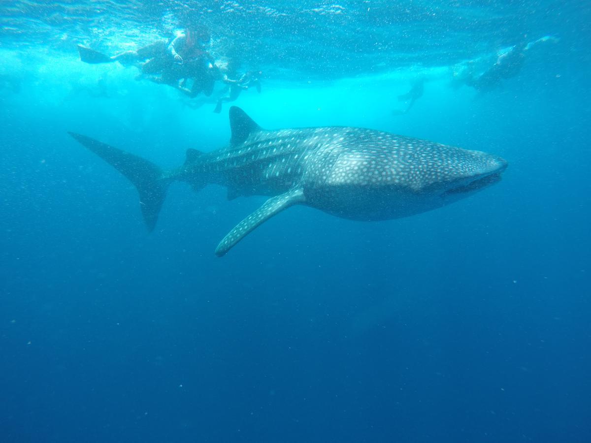 Equa Reef Maldives Ξενοδοχείο Addu City Εξωτερικό φωτογραφία