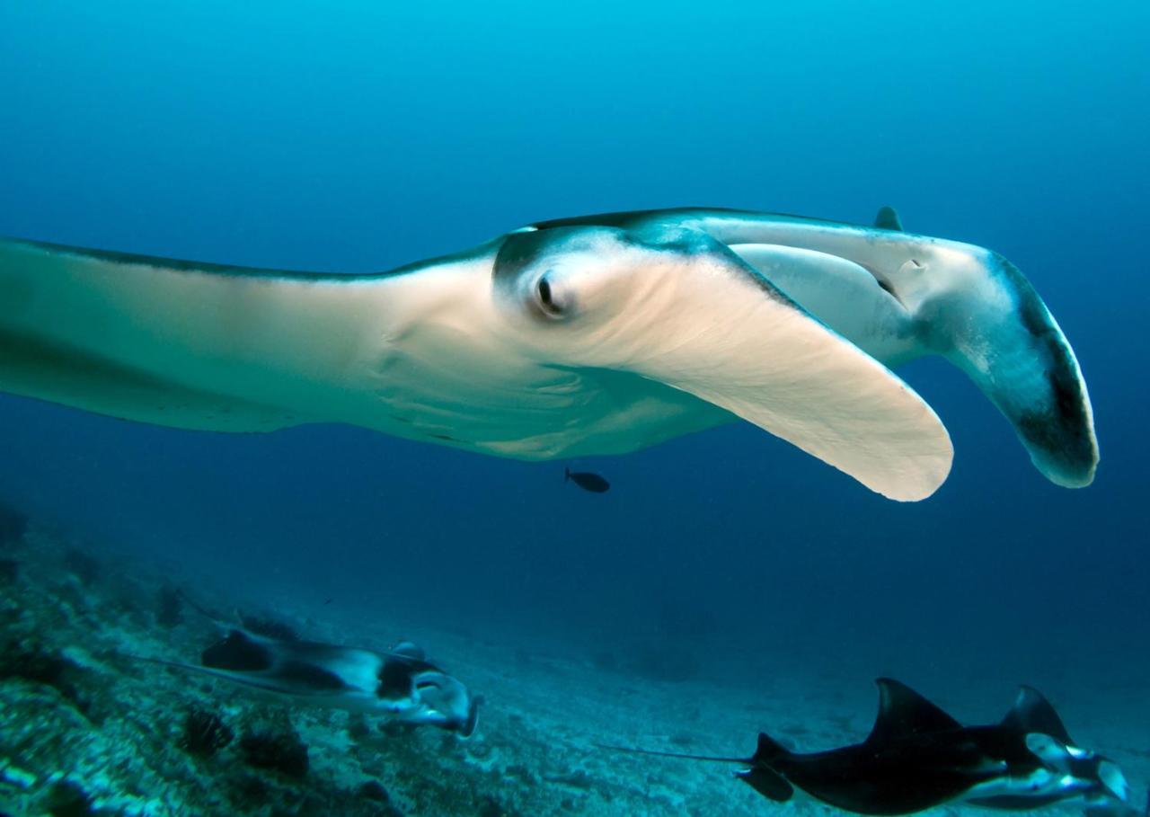 Equa Reef Maldives Ξενοδοχείο Addu City Εξωτερικό φωτογραφία
