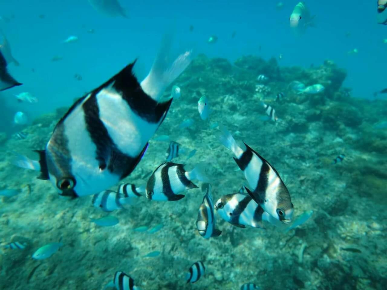 Equa Reef Maldives Ξενοδοχείο Addu City Εξωτερικό φωτογραφία