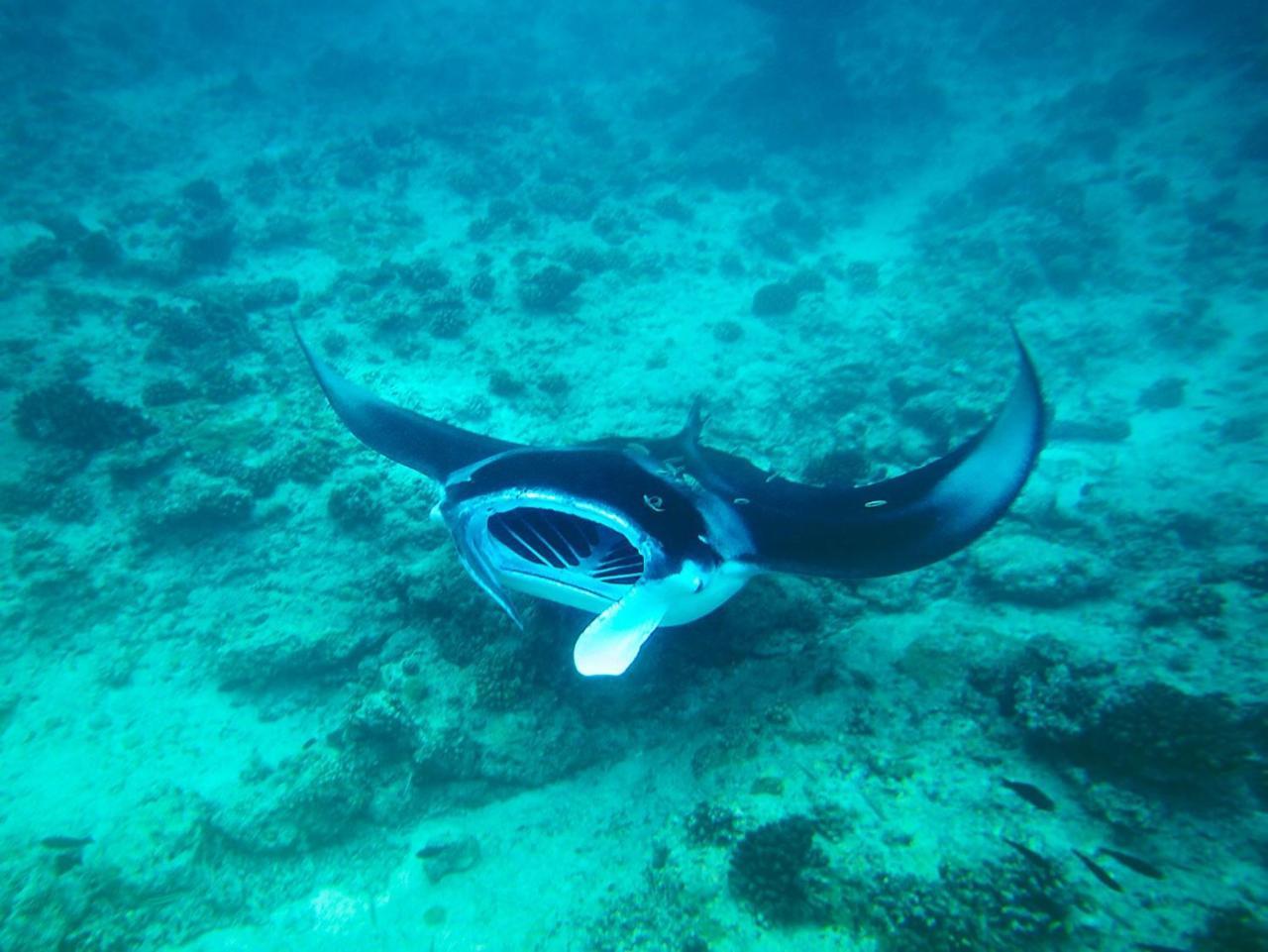 Equa Reef Maldives Ξενοδοχείο Addu City Εξωτερικό φωτογραφία