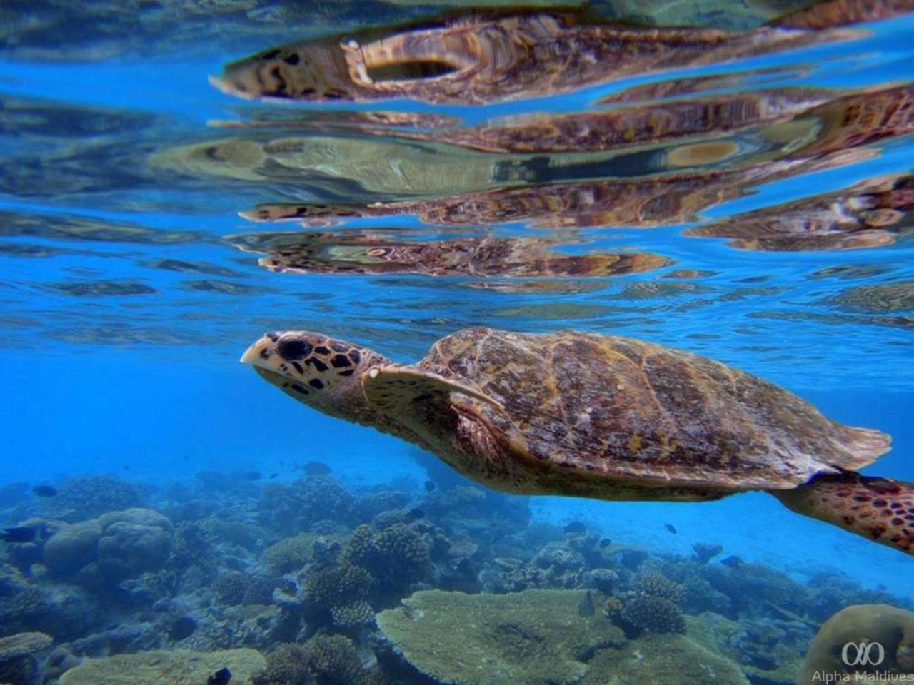 Equa Reef Maldives Ξενοδοχείο Addu City Εξωτερικό φωτογραφία